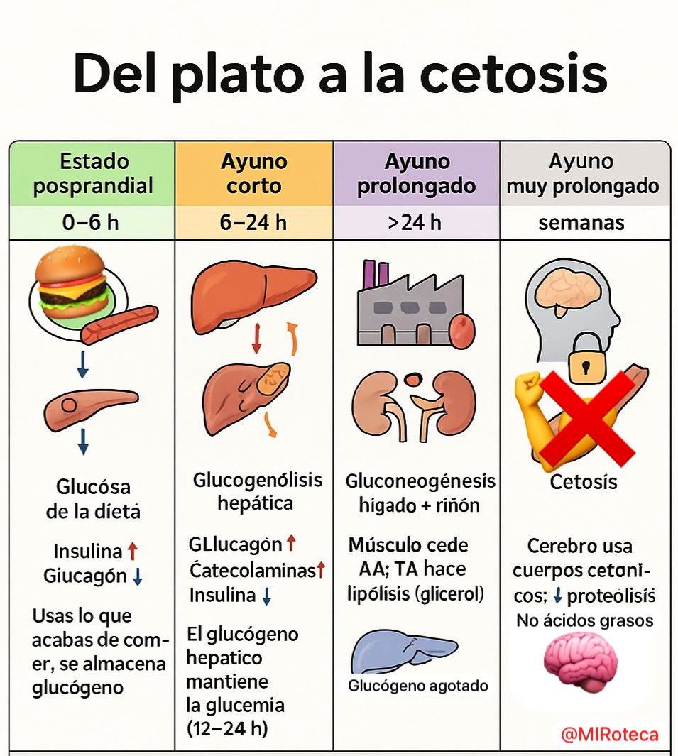 Fases del ayuno: del plato a la cetosis